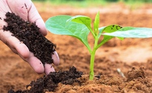 Cách sử dụng phân bón hữu cơ sinh học hiệu quả nhất, bà con bỏ túi ngay!