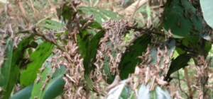 SỬ DỤNG ĐẠM HỢP LÝ HẠN CHẾ SỰ PHÁT TRIỂN CỦA DỊCH CHÂU CHẤU NHƯ THẾ NÀO?