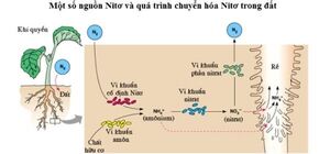 QUẢN LÝ DINH DƯỠNG ĐẠM CHO CÂY TRỒNG