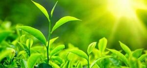 CÁCH BÓN PHÂN ĐẠM HIỆU QUẢ CHO CÂY CHÈ 