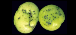 ĐẠM AMONI GÓP PHẦN TĂNG SỨC ĐỀ KHÁNG CHỐNG BỆNH ĐỐM VI KHUẨN CÀ CHUA