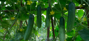 Quản lý dinh dưỡng đạm ở dưa leo trong điều kiện biến đổi khí hậu