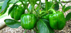 BÓN ĐẠM ĐÚNG CÁCH CHO ỚT CHUÔNG QUẢ TO, CHẤT LƯỢNG CAO