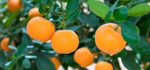 SỬ DỤNG ĐẠM AMONI GIÚP TĂNG KHẢ NĂNG CHỊU MẶN Ở CÂY CÓ MÚI