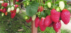 SỬ DỤNG LOẠI ĐẠM NÀO CHO DÂU TÂY THỦY CANH ĐẠT NĂNG SUẤT TỐT?