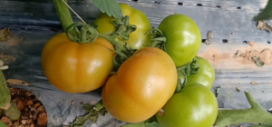 PHÂN ĐẠM GIÚP CẢI THIỆN NĂNG SUẤT VÀ CHẤT LƯỢNG TRÁI CÀ CHUA