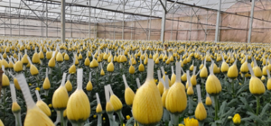 KỸ THUẬT BÓN ĐẠM CHO HOA CẮT CÀNH ĐẠT HIỆU QUẢ KINH TẾ CAO