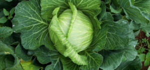 BÓN ĐẠM KẾT HỢP LƯU HUỲNH TĂNG NĂNG SUẤT VƯỢT TRỘI Ở BẮP CẢI (SÚ)