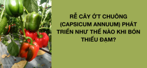 RỄ CÂY ỚT CHUÔNG (CAPSICUM ANNUUM) PHÁT TRIỂN NHƯ THẾ NÀO KHI BÓN THIẾU ĐẠM?