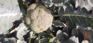 BÓN LOẠI ĐẠM NÀO CHO SÚP LƠ XANH ĐẠT NĂNG SUẤT TỐT?