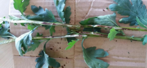 CÓ NÊN BÓN ĐẠM KHI CÂY TRỒNG BỊ BỆNH? (PHẦN 1)