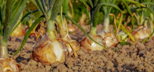 QUẢN LÝ DINH DƯỠNG ĐẠM CHO HÀNH TÂY CỦ TO, NĂNG SUẤT CAO