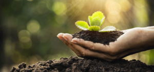 QUÁ TRÌNH CHUYỂN HOÁ NÀO GÂY THẤT THOÁT ĐẠM TRONG ĐẤT?