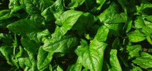 NÊN DÙNG LOẠI PHÂN ĐẠM NÀO CHO CẢI BÓ XÔI NĂNG SUẤT TỐT?