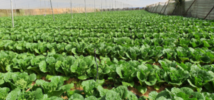 QUÁ TRÌNH CHUYỂN HOÁ NÀO GIỮ VAI TRÒ CHÍNH TRONG VIỆC CUNG CẤP LƯỢNG ĐẠM SẴN CÓ TRONG ĐẤT?