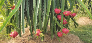 TẦM QUAN TRỌNG CỦA PHÂN LÂN ĐỐI VỚI CÂY TRỒNG