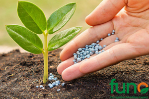 Phân biệt các loại phân bón Kali và lưu ý khi sử dụng