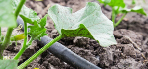 PHÂN LÂN POLYPHOTPHAT GIÚP LÀM GIẢM TẮC NGHẼN TRONG HỆ THỐNG TƯỚI NHỎ GIỌT