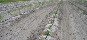 Vì Sao Phân Lân Polyphotphat Làm Giảm Tắc Nghẽn Hệ Thống Tưới Nhỏ Giọt?