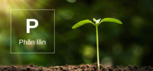 PHÂN LÂN DẠNG LỎNG - POLYPHOTPHAT GIÚP TĂNG KHẢ NĂNG HẤP THU CỦA CÂY 