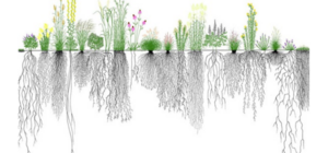 HIỆU QUẢ SỬ DỤNG LÂN LIÊN QUAN ĐẾN CÁC ĐẶC ĐIỂM CỦA RỄ