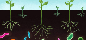 TẦM QUAN TRỌNG CỦA VI SINH VẬT TRONG VIỆC HẤP THỤ LÂN CỦA CÂY TRỒNG