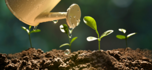 SỰ HẤP THU LÂN Ở RỄ VÀ LÁ