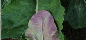 BIỂU HIỆN CỦA CÂY TRỒNG THIẾU LÂN VÀ CÁCH KHẮC PHỤC