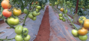 KỸ THUẬT SỬ DỤNG PHÂN LÂN HIỆU QUẢ, TIẾT KIỆM CHI PHÍ