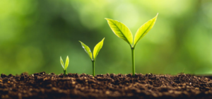 CÁC PHẢN ỨNG SINH LÝ CỦA CÂY TRỒNG ĐỐI VỚI LÂN