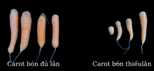 THIẾU LÂN LÀM GIẢM NĂNG SUẤT VÀ ỨC CHẾ SỰ PHÁT TRIỂN CỦA CÂY TRỒNG