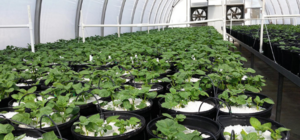 SỬ DỤNG KẾT HỢP PHÂN LÂN VÀ CANXI HỢP LÝ GIÚP TĂNG NĂNG SUẤT VÀ CHẤT LƯỢNG  KHOAI TÂY