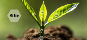 BỔ SUNG SILIC GIÚP GIẢM TÁC HẠI DO MẤT CÂN BẰNG DINH DƯỠNG LÂN