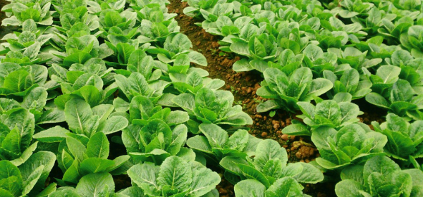 FUNO - Cây rau màu