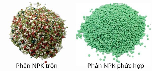 So sánh phân NPK trộn và NPK phức hợp