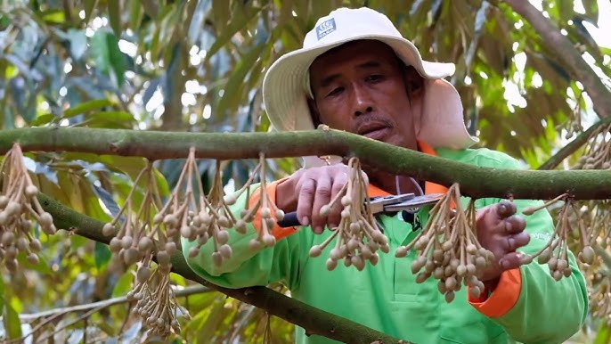 Tỉa bông sầu riêng