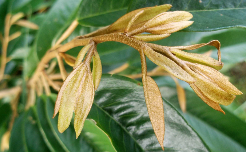 Đọt bung lá - giai đoạn 3 sử dụng thuốc trị rầy xanh Sầu Riêng