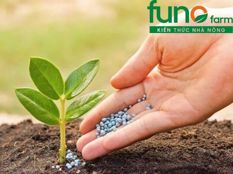 Phân bón lá hữu cơ và những kiến thức liên quan mà bạn nên biết