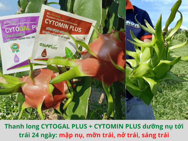 Tảo Biển CYTOGAL PLUS - ảnh 1