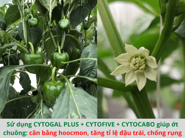 Phân bón hữu cơ CYTOCABO - ảnh 1