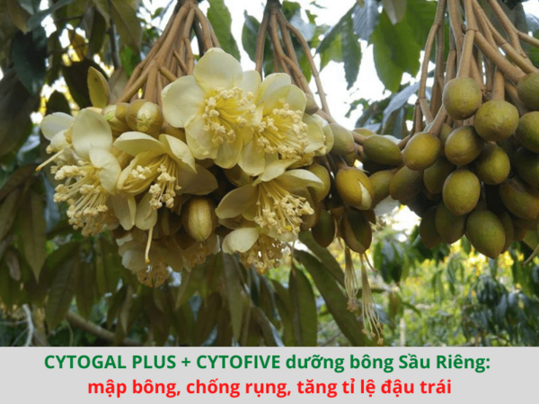 Tảo Biển CYTOGAL PLUS - ảnh 4