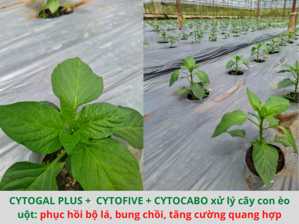 Phân bón hữu cơ CYTOCABO - ảnh 3