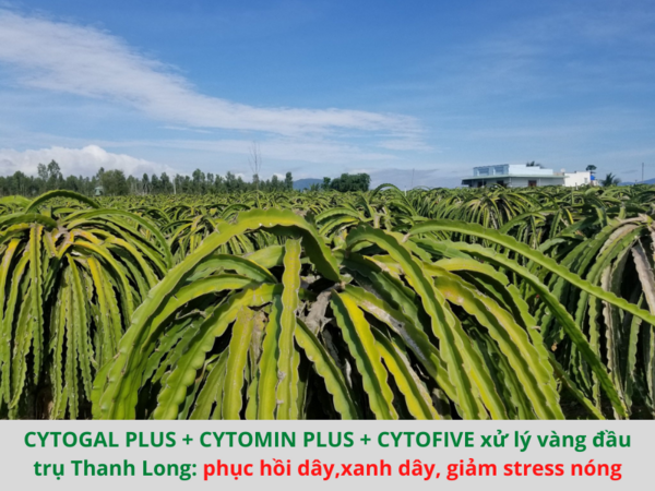 Phân bón lá CYTOMIN PLUS - ảnh 2