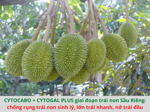 Phân bón hữu cơ CYTOCABO - ảnh 2