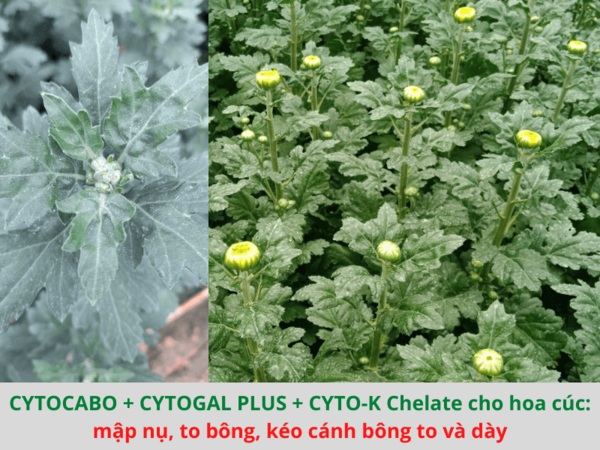 Phân bón hữu cơ CYTOCABO - ảnh 4