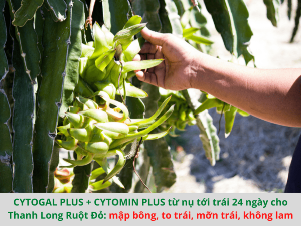 Tảo Biển CYTOGAL PLUS - ảnh 2