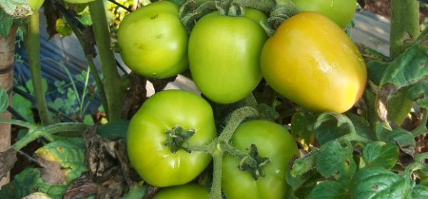 KỸ THUẬT SỬ DỤNG PHÂN LÂN TỐI ƯU CHO RAU MÀU NĂNG SUẤT CAO