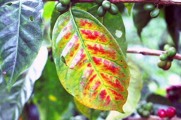 Các biểu hiện thiếu chất dinh dưỡng NPK ở cây trồng và cách khắc phục