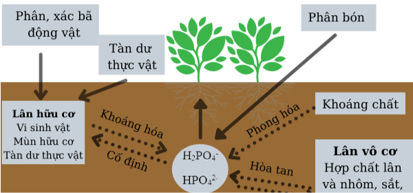 CHU TRÌNH LÂN TRONG ĐẤT VÀ TẦM QUAN TRỌNG
