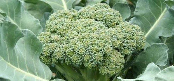 PHÂN MAP KẾT HỢP NẤM RỄ MYCORRHIZA CHO BÔNG CẢI XANH NĂNG SUẤT, CHẤT LƯỢNG